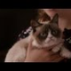 Watch the Trailer for <em>Grumpy Cat’s Worst Christmas Ever</em>